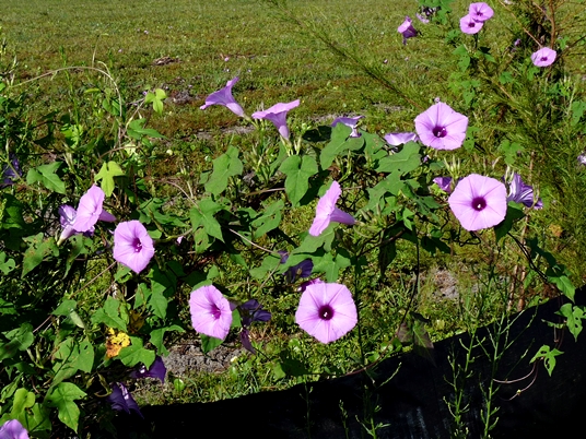 {Ipomoea cordatotriloba}